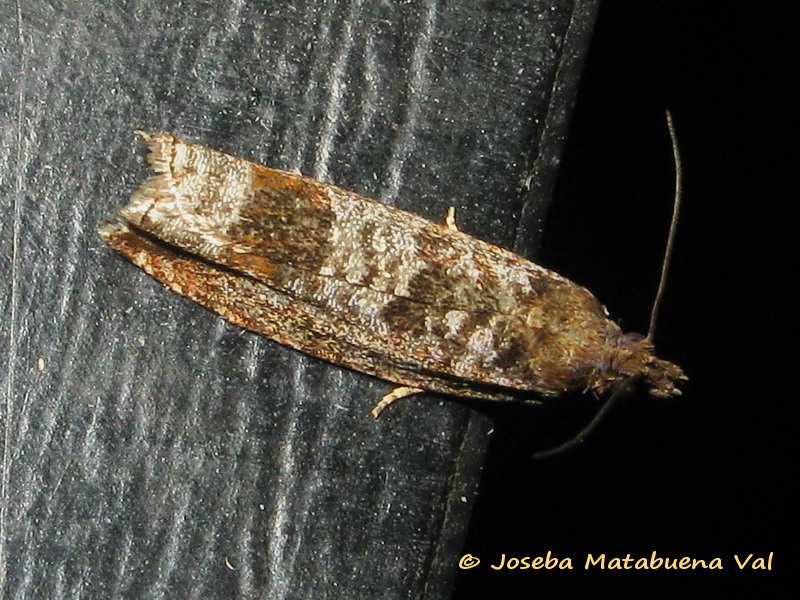 Tortricidae: Ancylis achatana